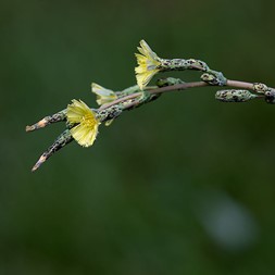 Lactuca serriola (prickly lettuce)